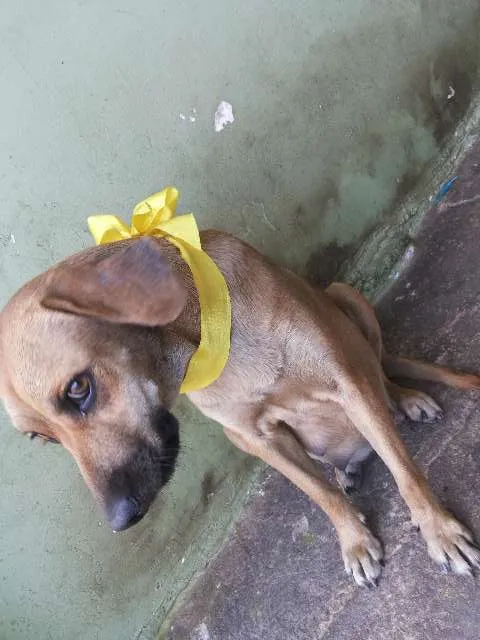 Cachorro raça SRD idade 1 ano nome Luna