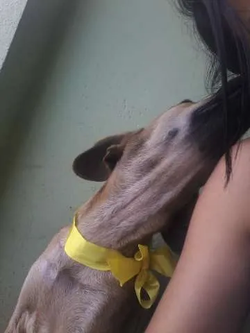Cachorro raça SRD idade 1 ano nome Luna