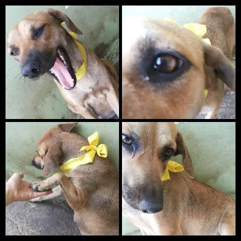 Cachorro raça SRD idade 1 ano nome Luna