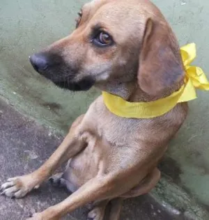 Cachorro raça SRD idade 1 ano nome Luna