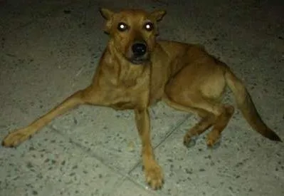 Cachorro ra a Viralata idade  nome Mel