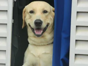 Cachorro raça Labrador idade 2 anos nome Marley