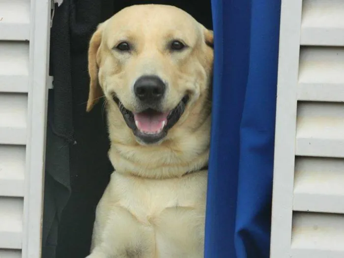Cachorro ra a Labrador idade 2 anos nome Marley