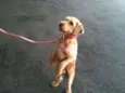 Pitoquinho