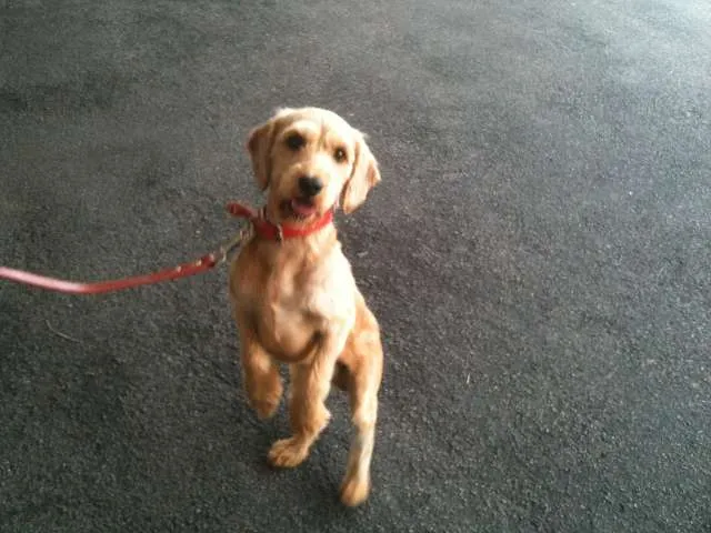 Cachorro ra a SRD idade 1 ano nome Pitoquinho