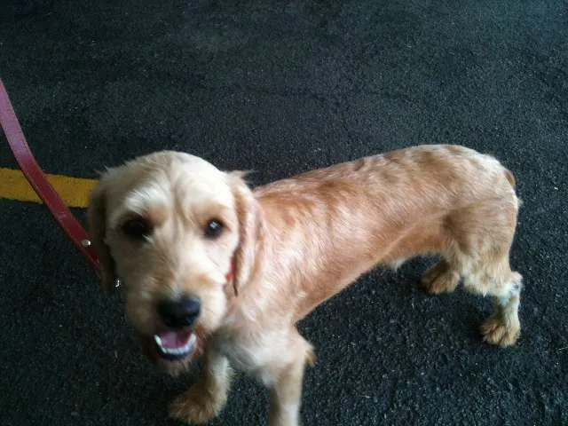 Cachorro ra a SRD idade 1 ano nome Pitoquinho