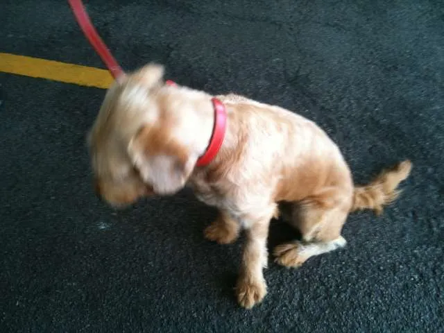 Cachorro ra a SRD idade 1 ano nome Pitoquinho