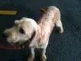 Pitoquinho