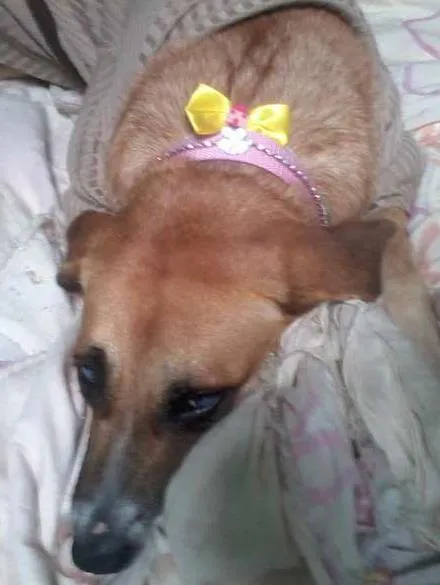 Cachorro ra a INDEFINIDA idade 2 anos nome XIMENA