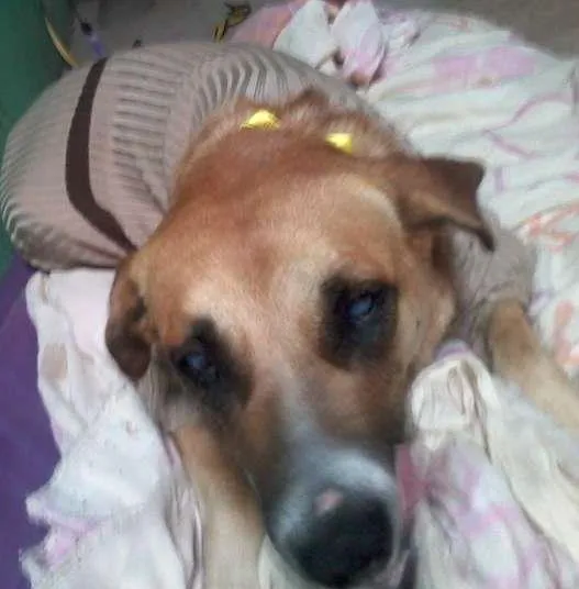 Cachorro ra a INDEFINIDA idade 2 anos nome XIMENA