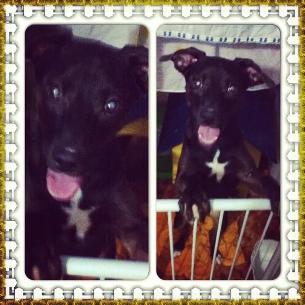 Cachorro raça SRD idade 1 ano nome John