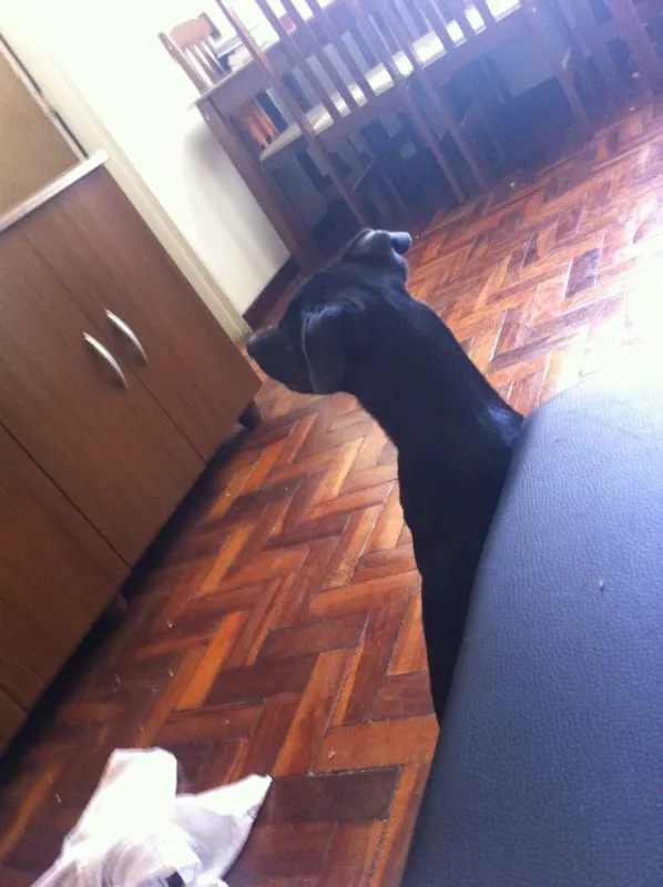 Cachorro raça SRD idade 1 ano nome John