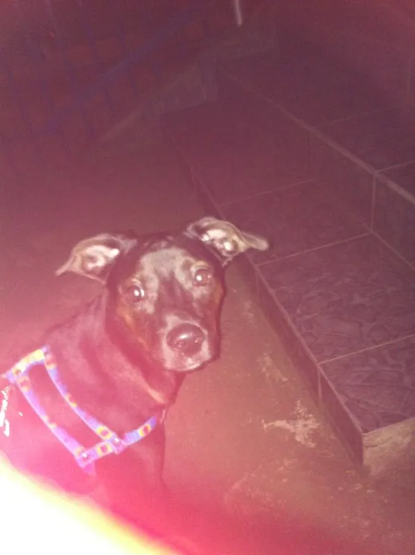 Cachorro raça SRD idade 1 ano nome John