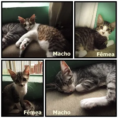Gato ra a SRD idade 2 a 6 meses nome FRIDA E BEBÊS