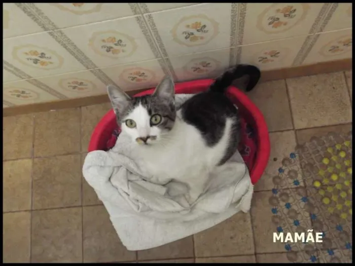 Gato ra a SRD idade 2 a 6 meses nome FRIDA E BEBÊS