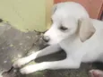 Branquinho