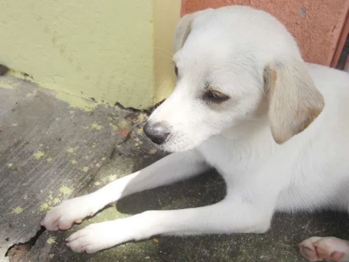 Cachorro ra a SRD idade  nome Branquinho