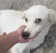 Branquinho