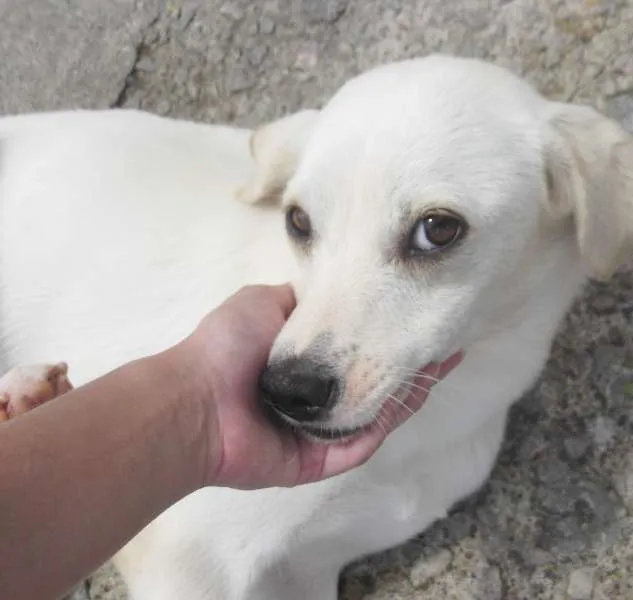 Cachorro ra a SRD idade  nome Branquinho