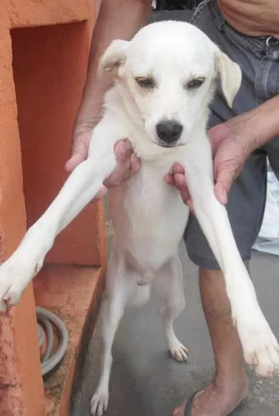 Cachorro ra a SRD idade  nome Branquinho