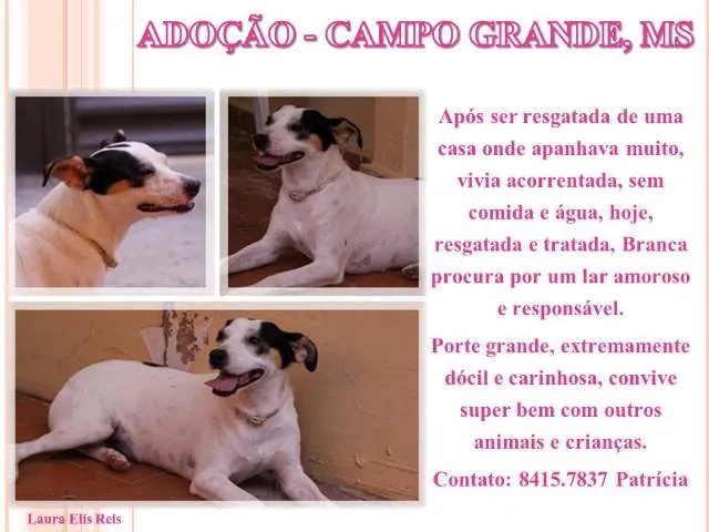 Cachorro ra a SRD idade 3 anos nome Branca