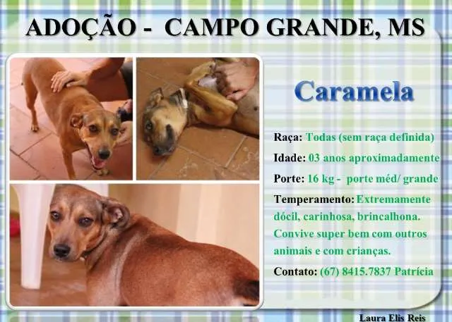 Cachorro ra a SRD idade 3 anos nome Caramela