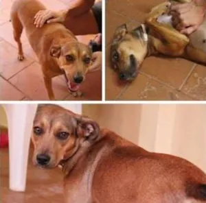 Cachorro raça SRD idade 3 anos nome Caramela