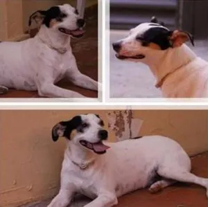 Cachorro raça SRD idade 3 anos nome Branca
