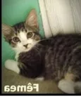 FRIDA E BEBÊS