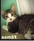 Gato ra a SRD idade 2 a 6 meses nome FRIDA E BEBÊS