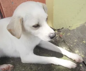 Cachorro raça SRD idade  nome Branquinho