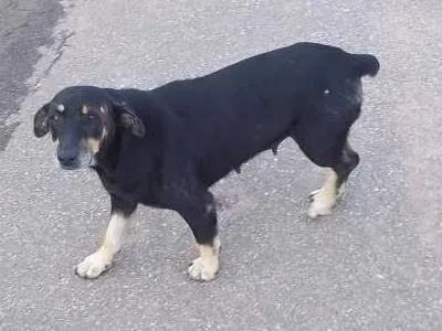 Cachorro ra a viralata idade 5 anos nome Pretinha