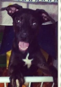 Cachorro raça SRD idade 1 ano nome John