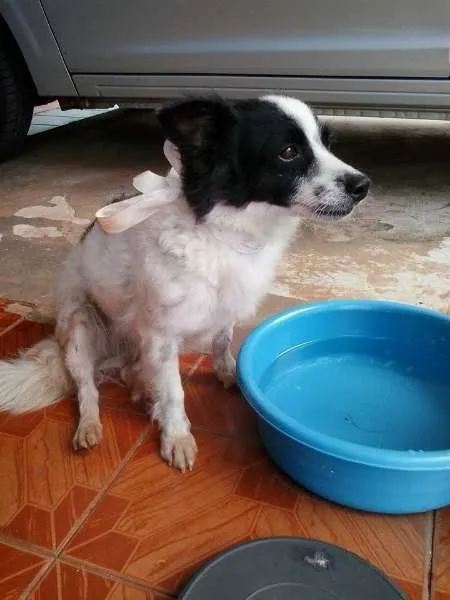 Cachorro ra a  idade  nome Cadê meu dono?