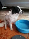 Cadê meu dono?