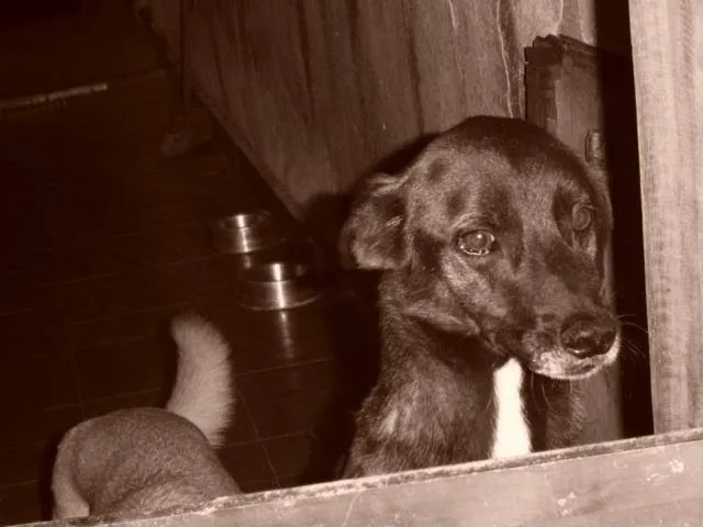 Cachorro raça Vira lata idade 6 ou mais anos nome Neguinho GRATIFICA