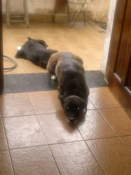 Cachorro raça Vira lata idade 6 ou mais anos nome Neguinho GRATIFICA