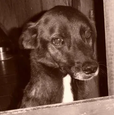 Cachorro raça Vira lata idade 6 ou mais anos nome Neguinho GRATIFICA