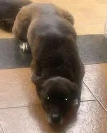 Cachorro raça Vira lata idade 6 ou mais anos nome Neguinho GRATIFICA