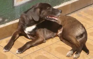 Cachorro raça Vira lata idade 6 ou mais anos nome Neguinho GRATIFICA