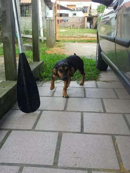 Cachorro ra a SRD idade 2 a 6 meses nome Docinho ou Lili GRA