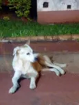 Doce cãozinho