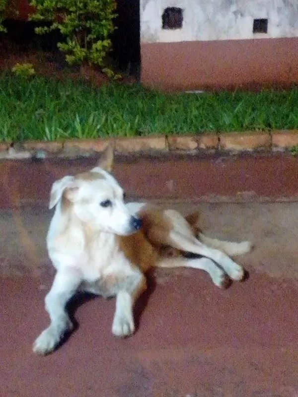 Cachorro ra a SRD idade  nome Doce cãozinho