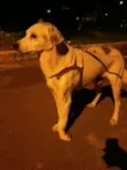 Doce cãozinho