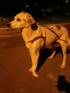 Cachorro ra a SRD idade  nome Doce cãozinho