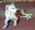 Doce cãozinho