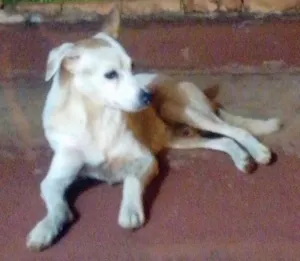 Cachorro raça SRD idade  nome Doce cãozinho
