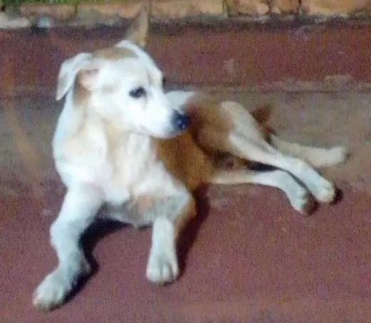 Cachorro ra a SRD idade  nome Doce cãozinho