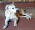 Doce cãozinho