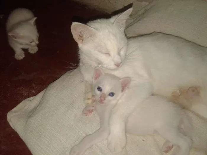 Gato ra a  idade 1 ano nome Bianca